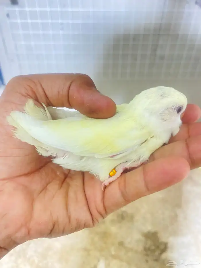 فرخ روز 0
