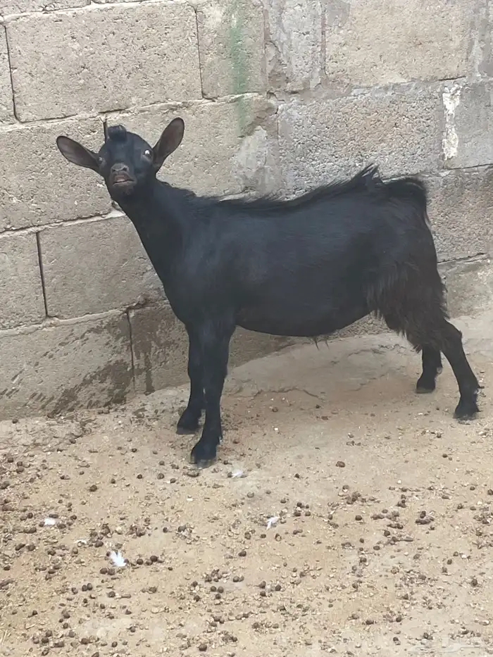 للبيع تيس جنوبي هجين 0
