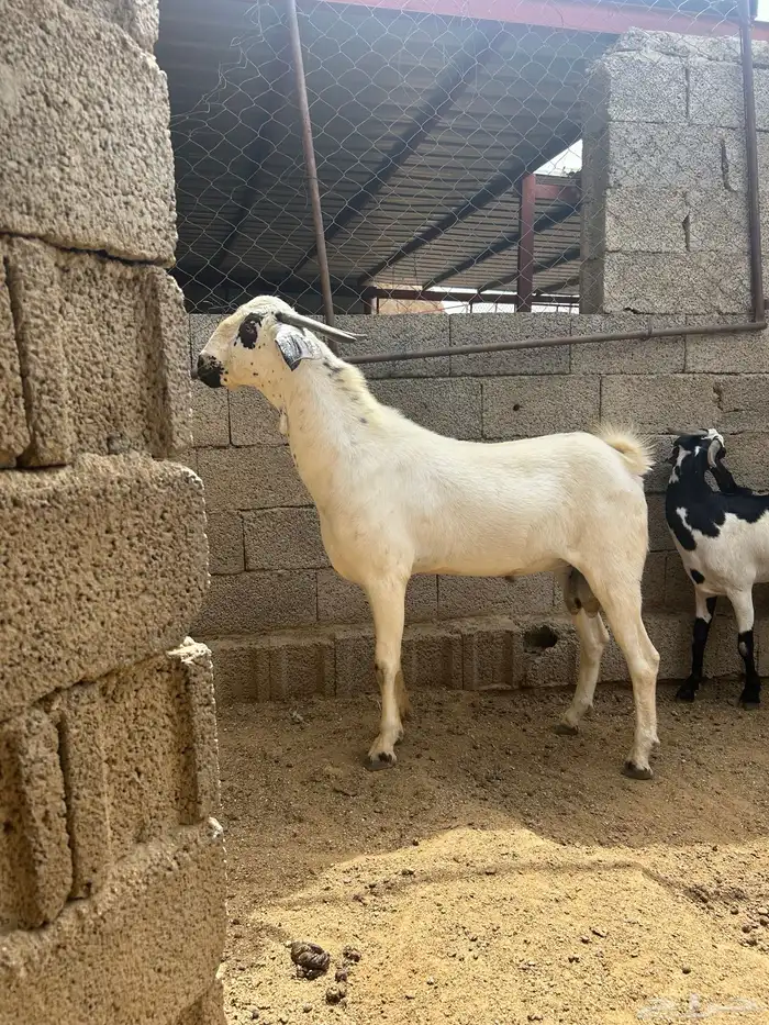تيس هجين السن ثاني قبل أسبوع تقريبا الحد على السوم 0
