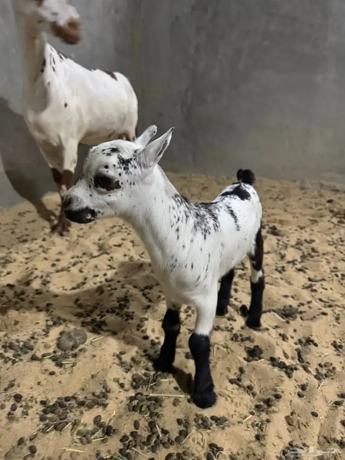 جفرة عمانية 2