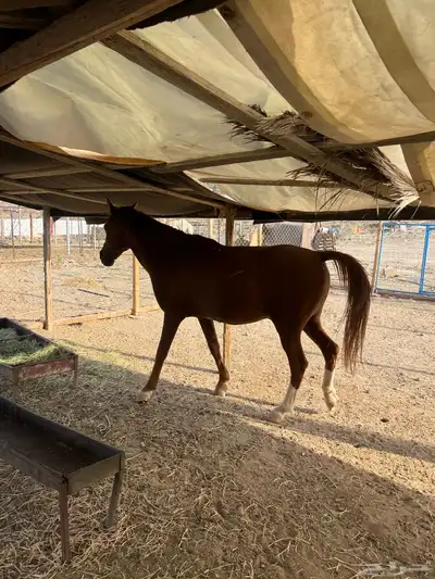 خيل index