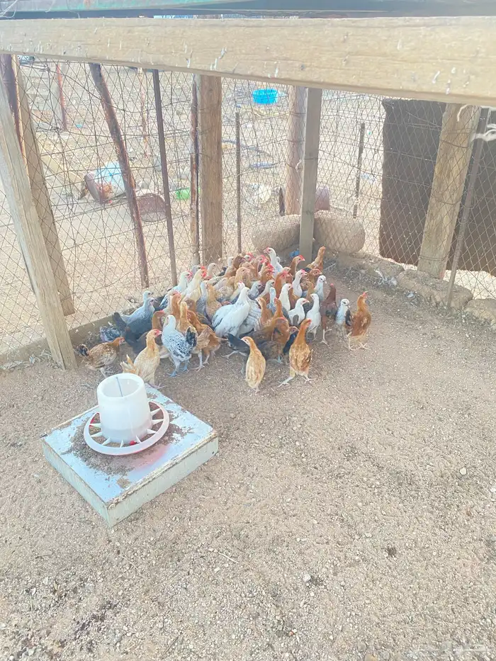 دجاج بلدي وفيومي 0