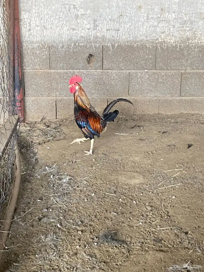 ديكه 5