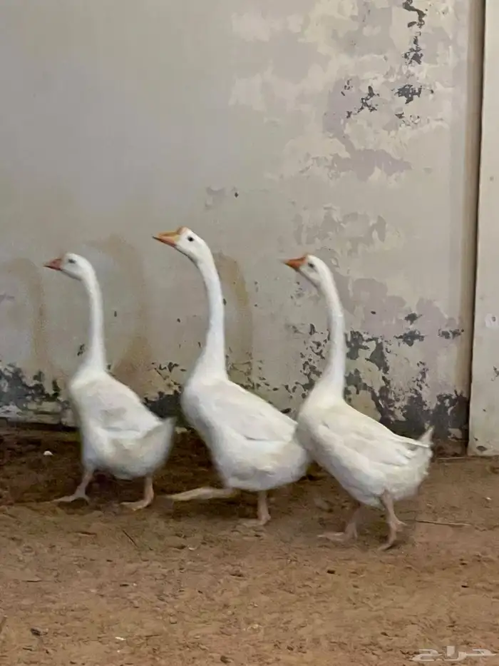 وز بلغاري سوبر 0