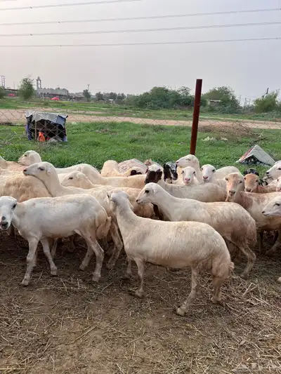 رخيل رفيدي صنف فاخر index