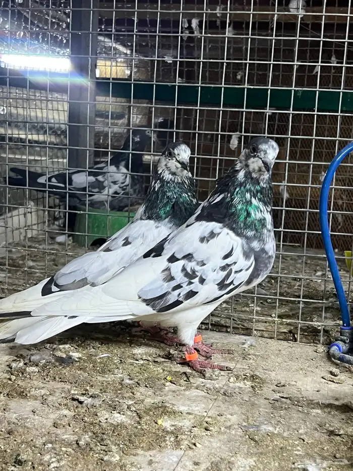 حمام باكستاني بتيرا 2