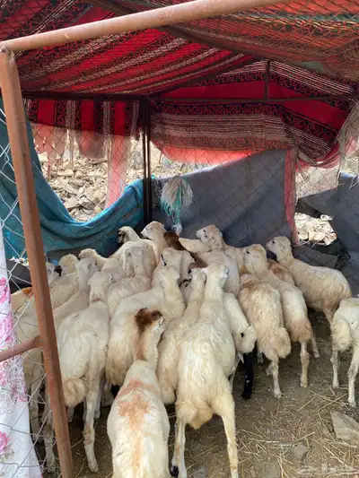 رخال رفيديات index