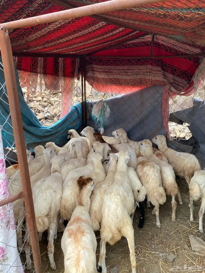 رخال رفيديات 2