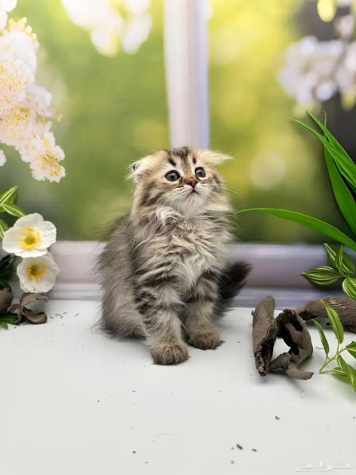سكوتش فولد لونق هير - انثى 3