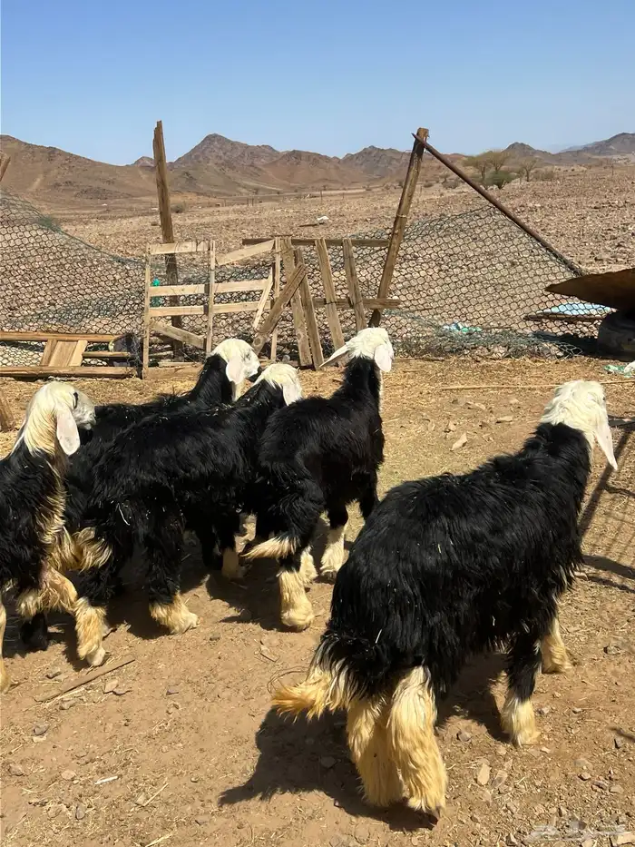 رخال جذعات نجد 12