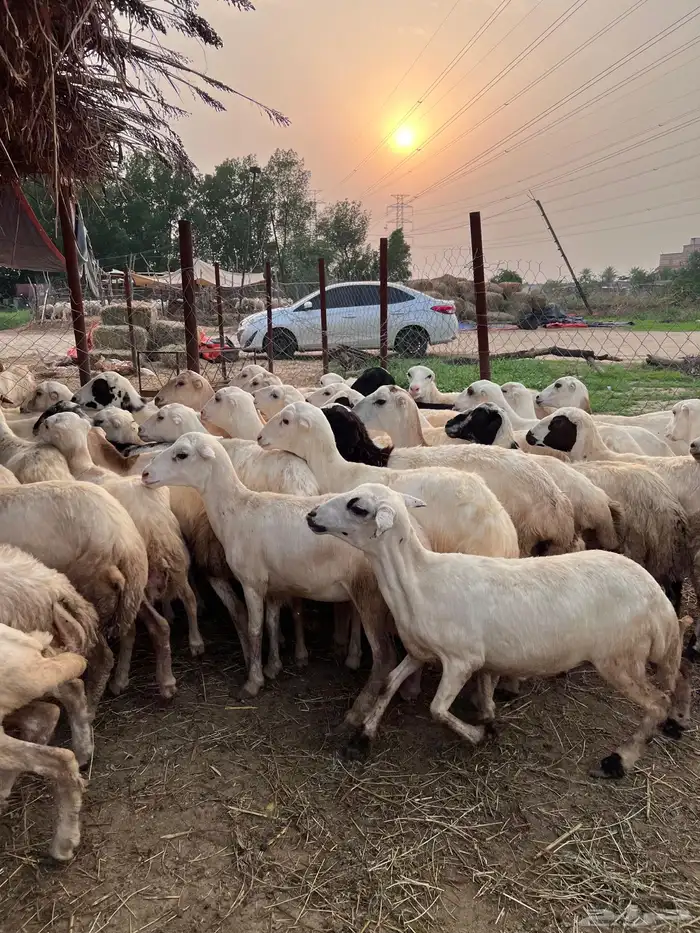رخيل رفيدي صنف فاخر 1