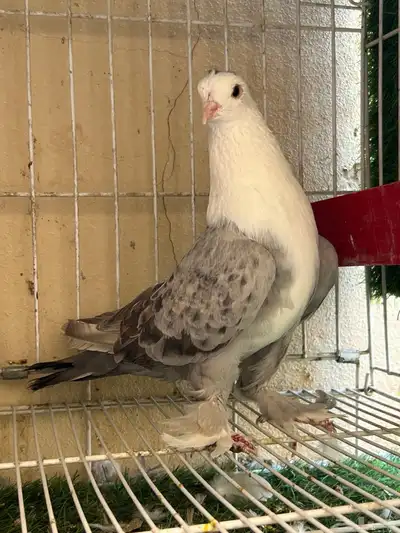 جوز لبناني index