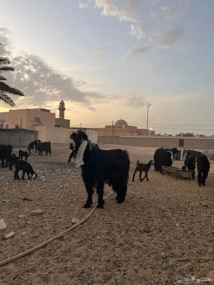 تيس عارضي سن رباع مشروط 2