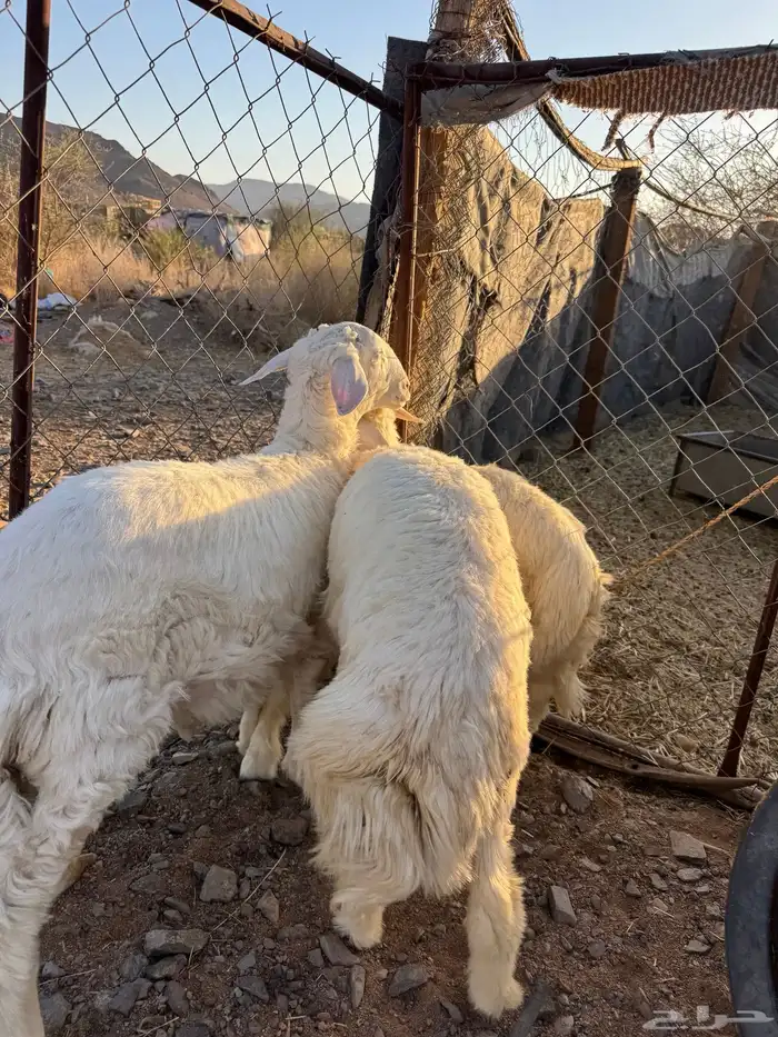 للبيع خرفان حريه ذبايح بريه جذعان 7 شهور 2