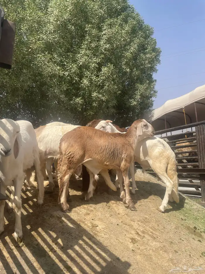 حريات وسواكن جذعان بيض وحمر ونعيم بلدي نضيفف 2