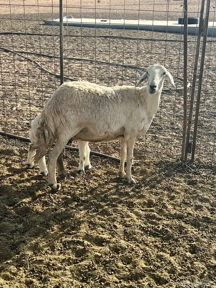 شاه سنها تامه تحتها خروف عمره شهر سلم وروم شرط 0