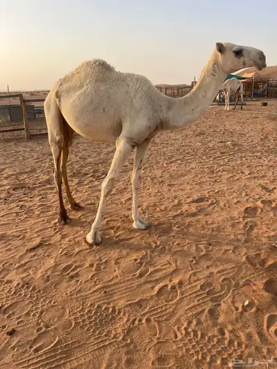 بكره index