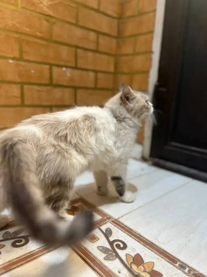 للبيع قط شيرازي انثى الصحه شرط مدري كم عمره 3