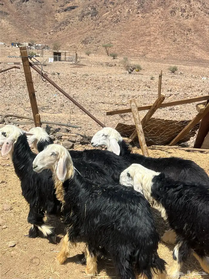 رخال جذعات نجد 11