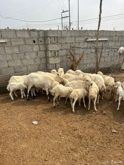 ضان رفيدي index