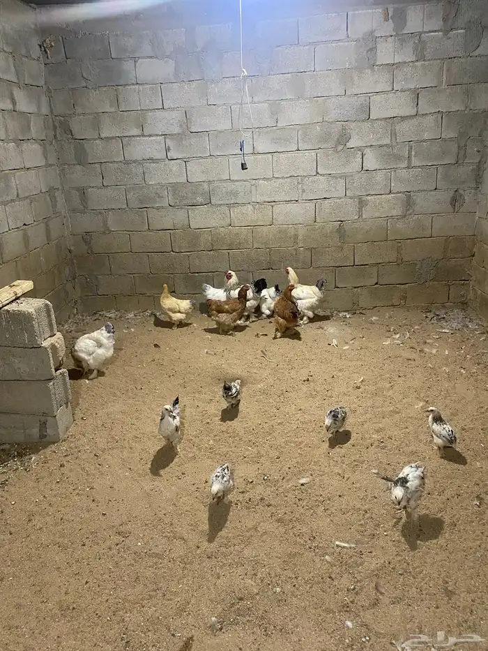 دجاج براهما عددها 9 كبار و 2 ديك 9 فروخ 0