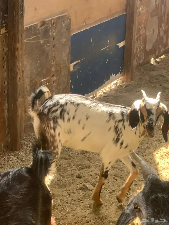 جفره للبيع 3