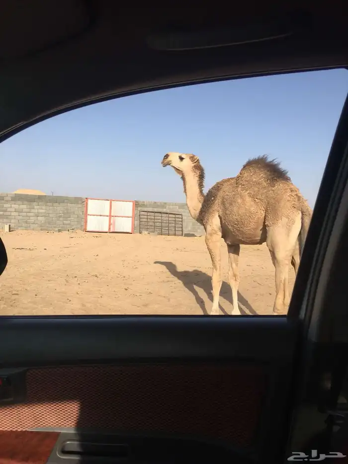 قعود رماني كفو سنه حق يدخل لقي الشتاء هاذا ساسه طيب وفحل 2