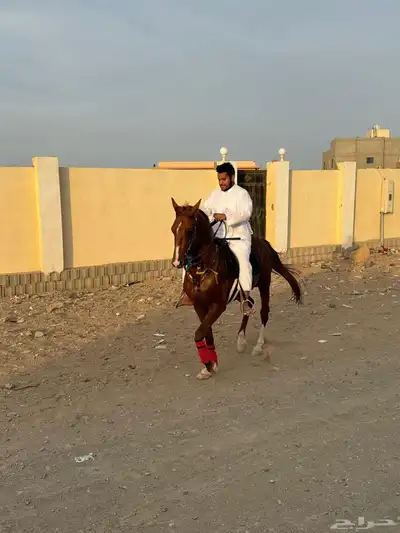حصان عربي اصيل index