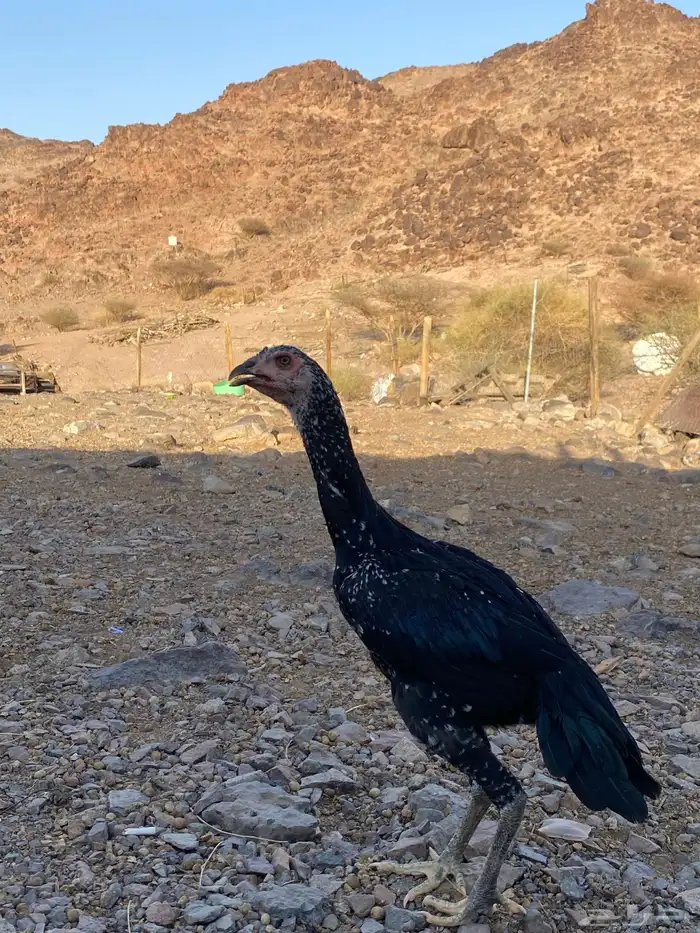 للبيع جوز سندي 2