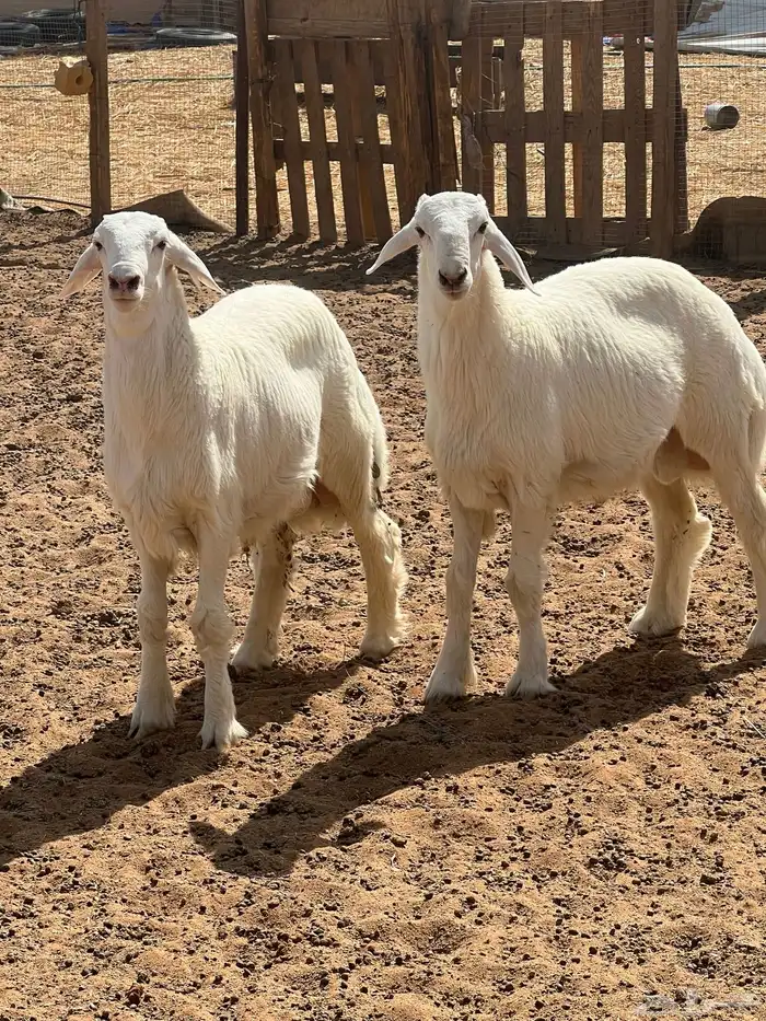 طليان مشاريع فحول 0