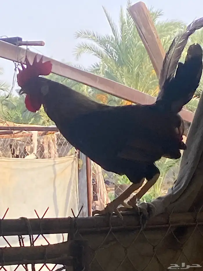ديكه 0
