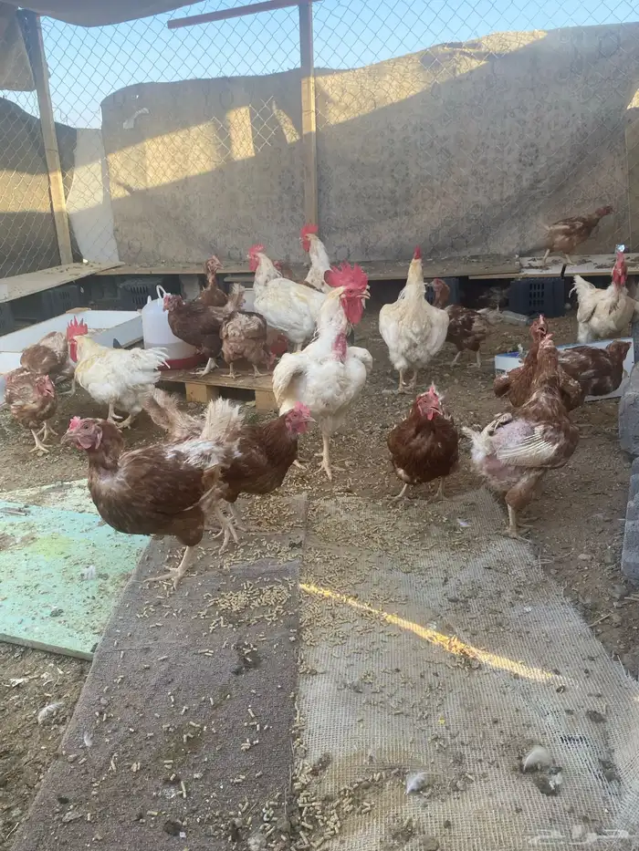بيض دجاج لهومان 2