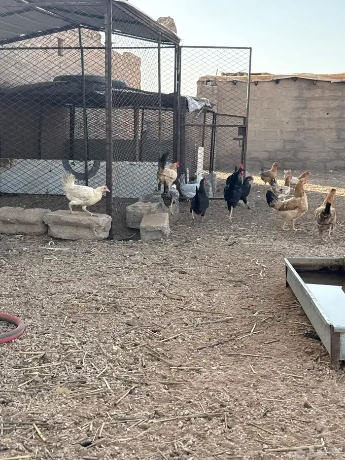 دجاج للبيع 0