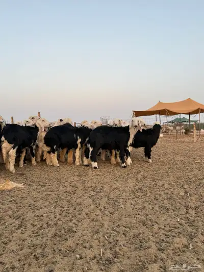 طليان نجد العدد 48 فيه 7 رخال index