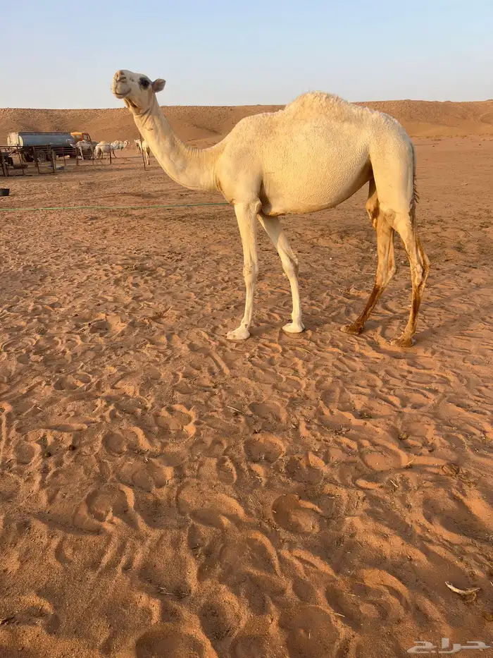 بكره 3