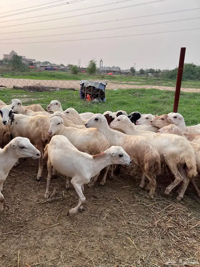 رخيل رفيدي صنف فاخر 3