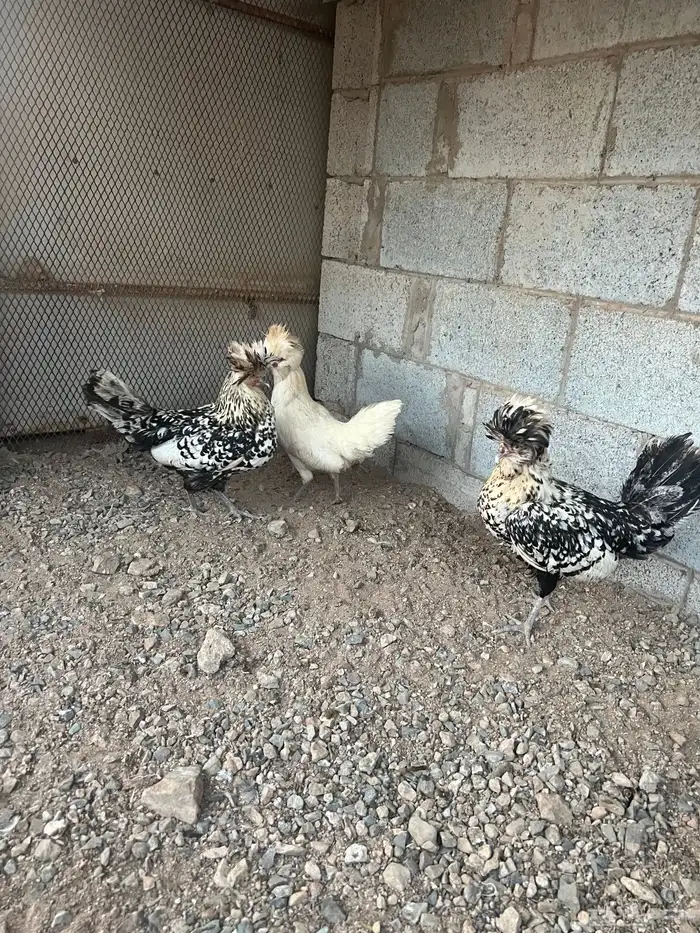 دجاج بولش 2