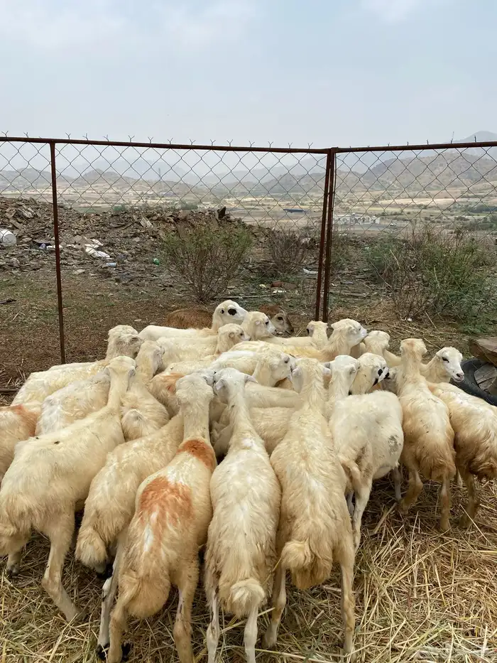 رخال رفيديات 0