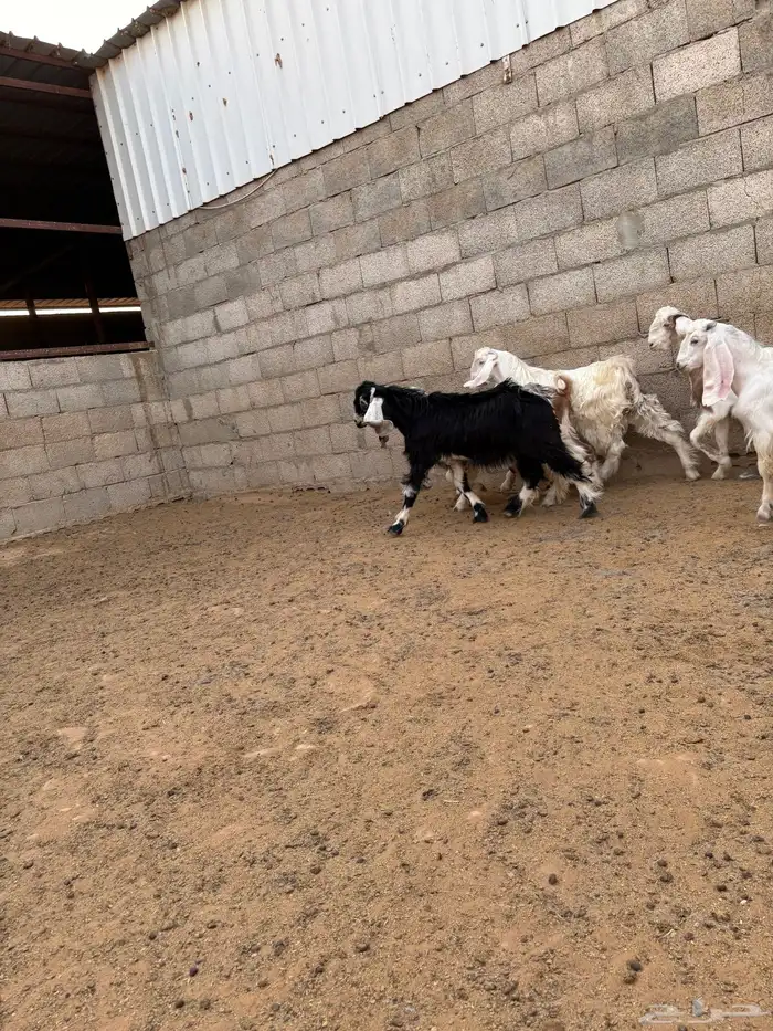 للبيع تيوس طيبه وسمينة الموقع صلبوخ 4