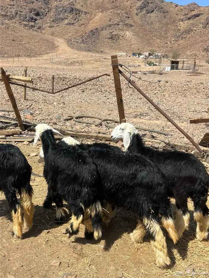 رخال جذعات نجد 9