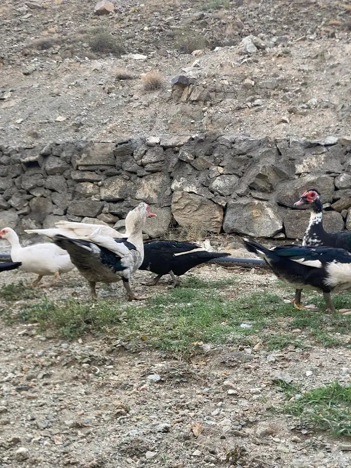 بط بلدي مشروط 1