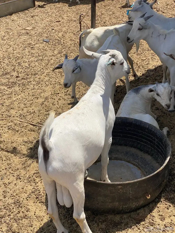 تيوس طيبة ما شاء الله 7