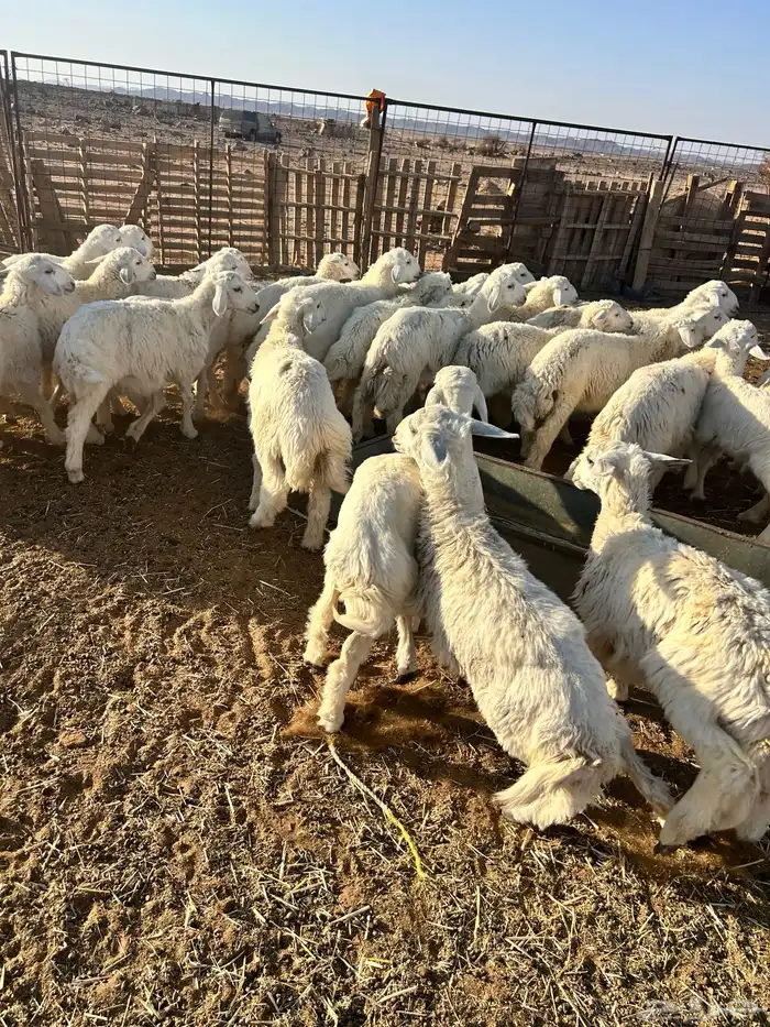 بهم تربيه فاخر من 2 ونص الى 5 شهور 3