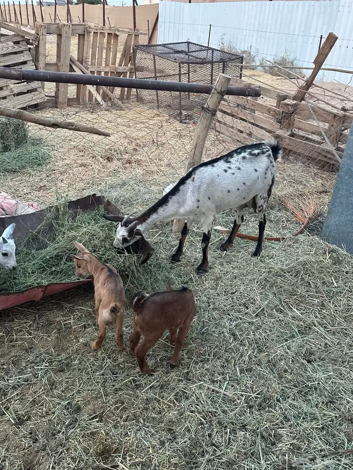 عنزين تحتها اربعه 5