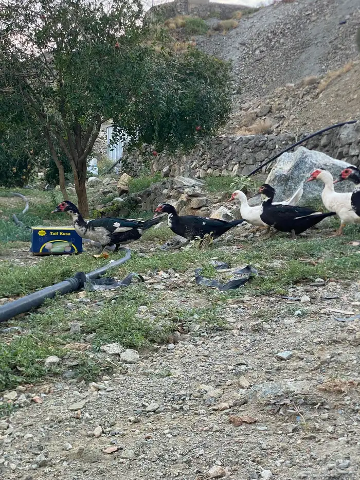 بط بلدي مشروط 4