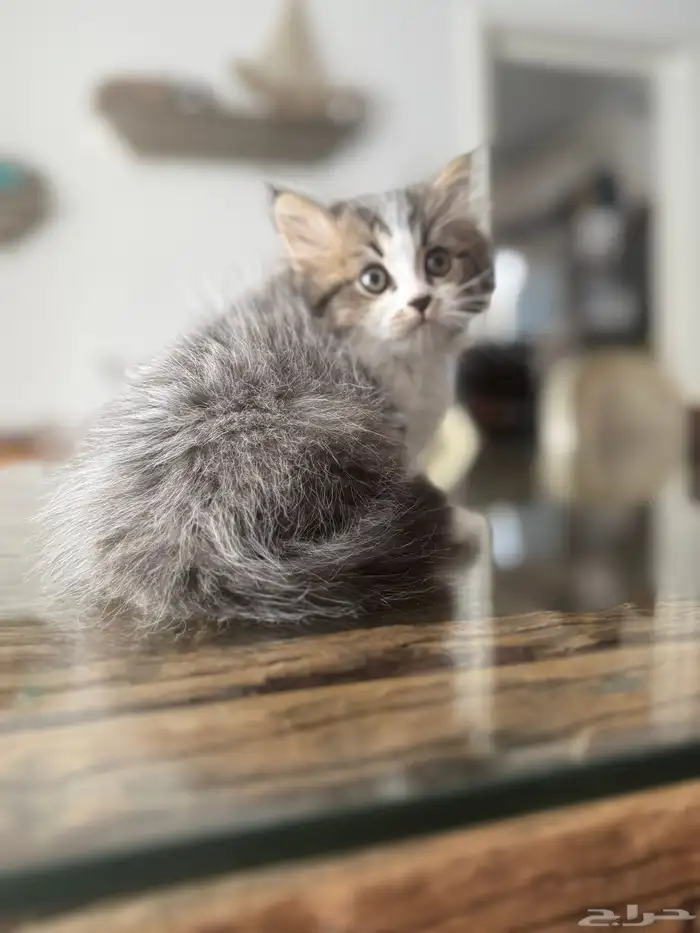 قطط شيرازي مستوى عالي 3