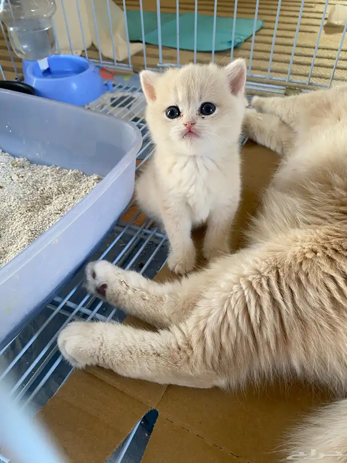 للبيع انثى بريتش كتن Ay12 بلو قولدن مسجله مستوى قوي 0