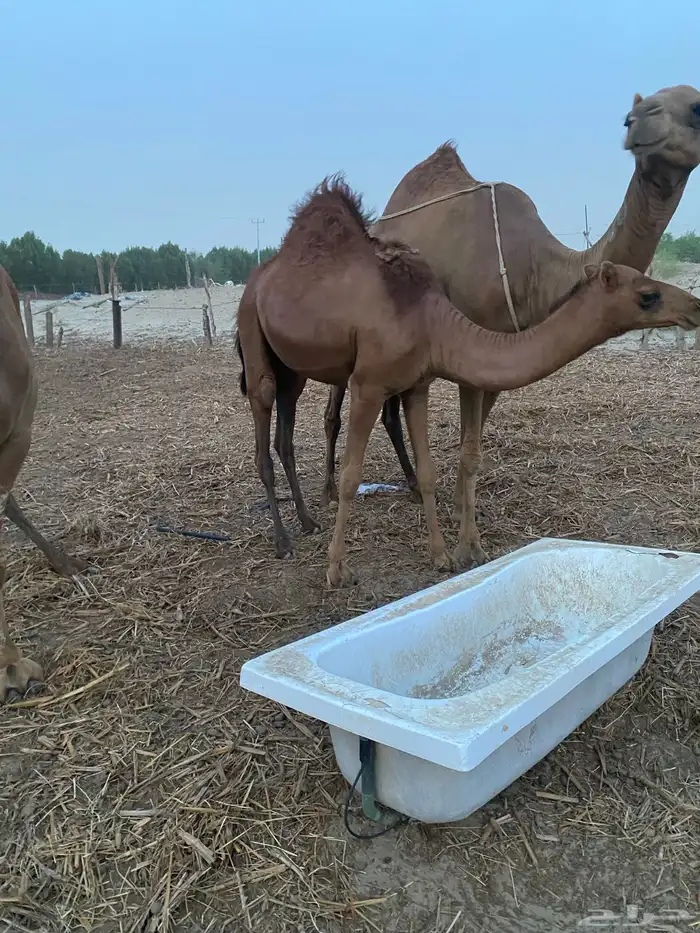 بكره عمرها سنه ونص 1