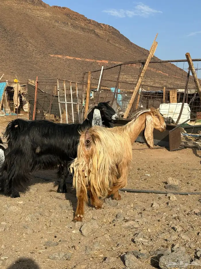 معزا عوارض اصل صنف الصنف 7