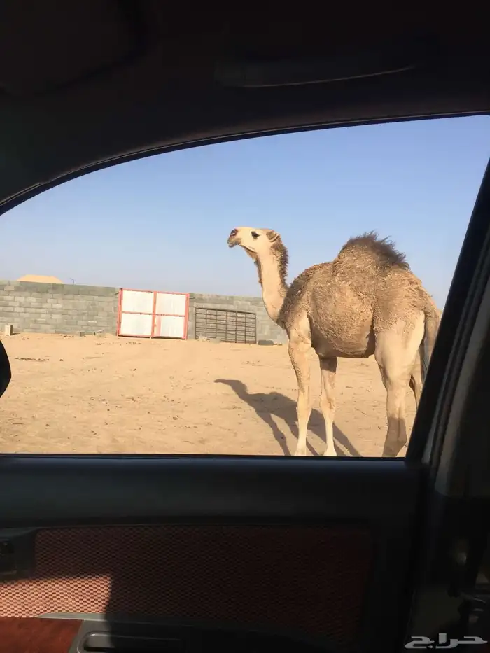 قعود رماني كفو سنه حق يدخل لقي الشتاء هاذا ساسه طيب وفحل 1